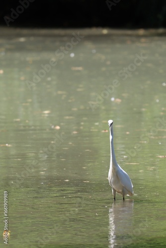 great white heron on the lake