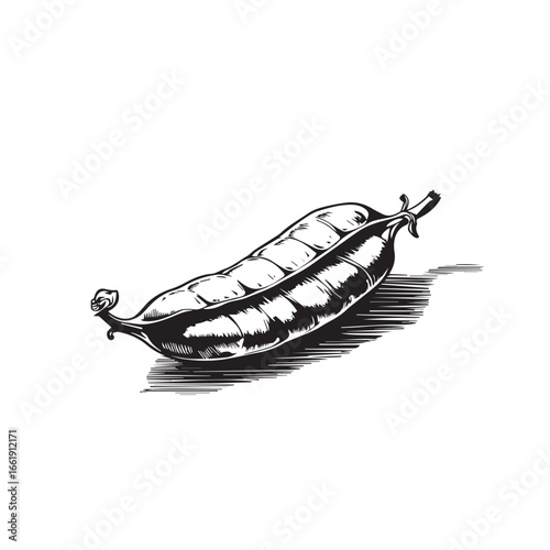Vector art of handdrawn black and white illustration of a single pea pod, isolated on white background