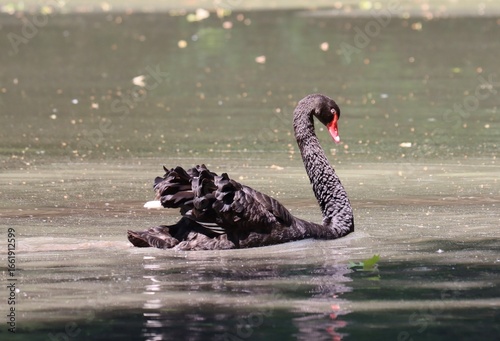 black swan on the lake