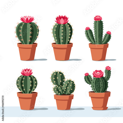 A collection of six beautifully blooming desert cacti potted for indoor decoration and gardening enthusiasts