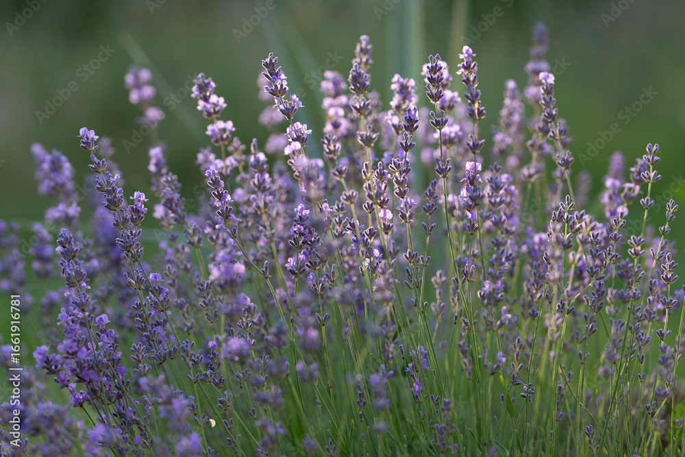 Fototapeta premium Lavender , Lavandula angustifolia, in bloom. This aromatic herb is widely used in medicine, cosmetics, perfumery, coffee and cooking, valued for lavender calming scent and healing properties.