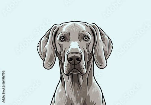 Detailed Portrait of a Weimaraner Dog.
