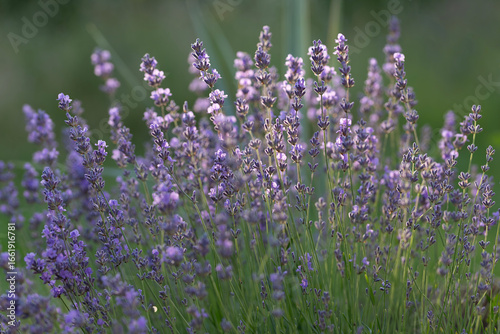 Lavender , Lavandula angustifolia,  in bloom. This aromatic herb is widely used in medicine, cosmetics, perfumery, coffee and cooking, valued for lavender calming scent and healing properties.