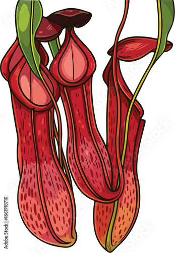 Vector illustration of tropical pitcher plant with unique carnivorous leaves exotic and natural