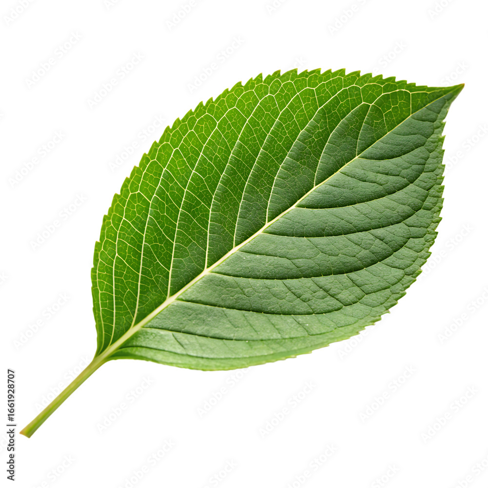Obraz premium A single fresh green plant leaf isolated on a transparent background png
