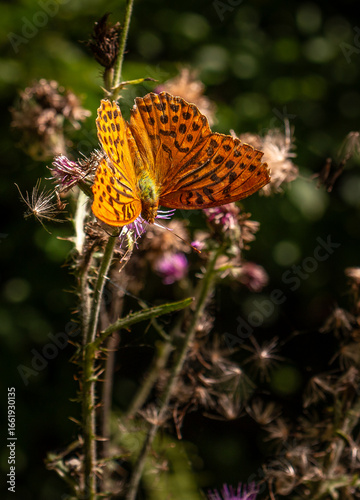 Kaisermantel auf Blüte