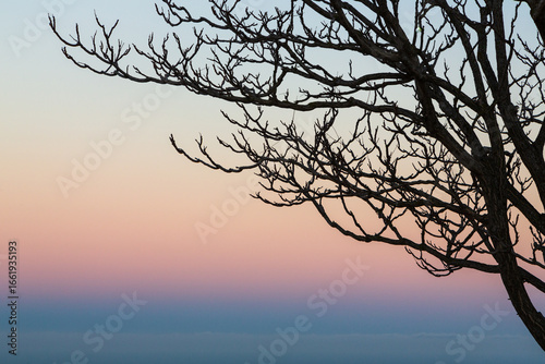 Silhouettes of trees and pinkish and yellowish sunset