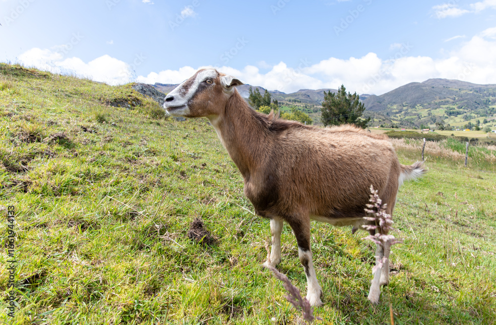 Obraz premium Ganado, cabras de monte, paisajes del paramo Colombiano ubicado en Aquitania, Boyacá, cercano al lago de Tota.