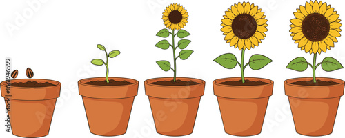 Sunflower growth stages vector illustration, plant life cycle in flower pots, seed to bloom development, gardening educational concept for biology learning design