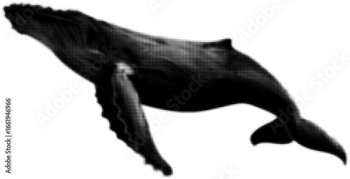 Halftone effect of a majestic humpback whale illustration in black and white. Vector illustration