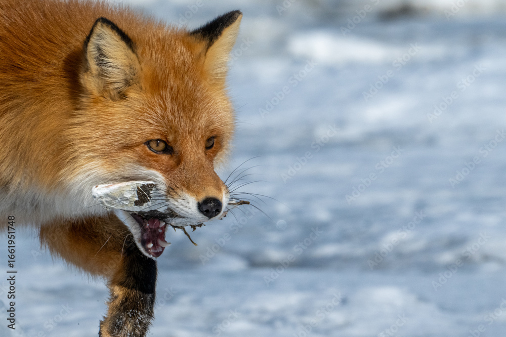 Obraz premium 獲物をくわえたキタキツネ / Red fox with prey