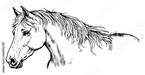 horse head portrait side view black and white vector illustration