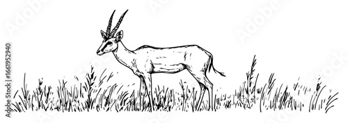 gazelle standing alert in savannah black and white vector illustration