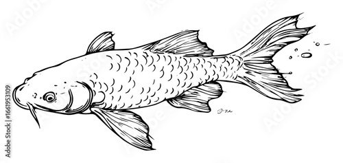 koi fish swimming black and white vector illustration