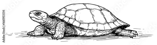land tortoise walking side view black and white vector illustration