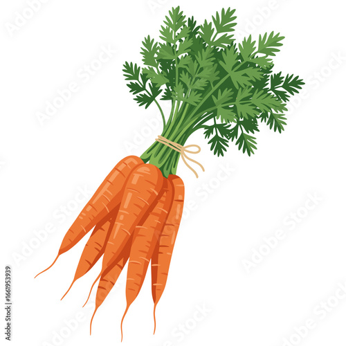 Fresh carrots with green leaves tied together with twine  