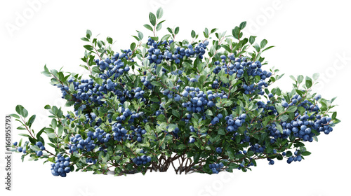 Photorealistic wild blueberry bush full of fresh, ripe fruit on an isolated background. highbush plant with green leaf represents natural, organic, healthy food