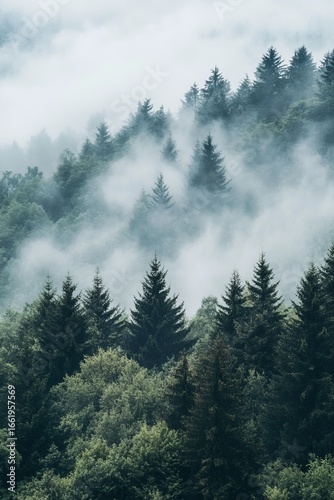 A vertical shot captures the beauty of a forest filled with green coniferous trees shrouded in mist