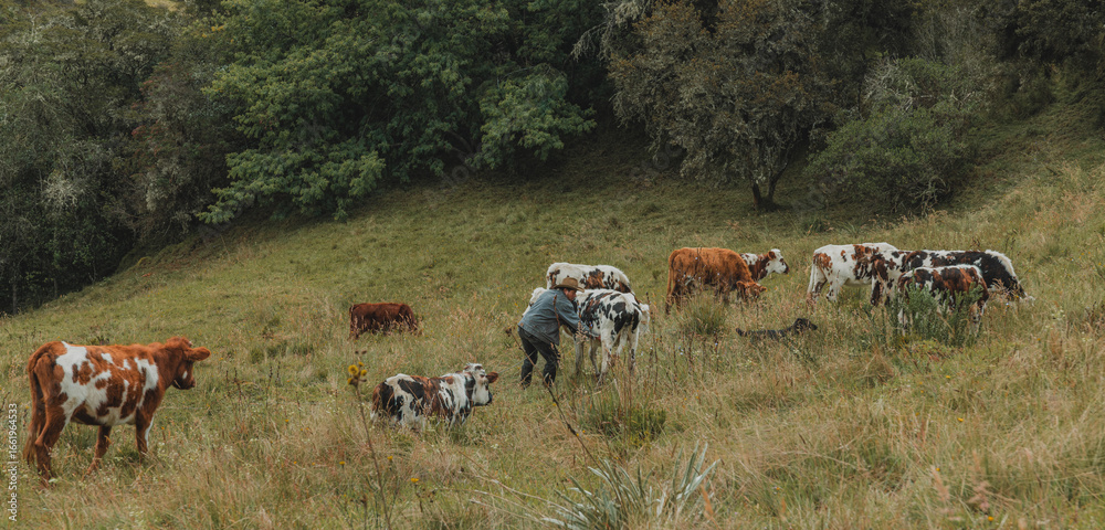 custom made wallpaper toronto digitalGanado, cabras de monte, paisajes del paramo Colombiano ubicado en Aquitania, Boyacá, cercano al lago de Tota.