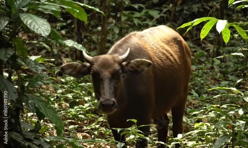 A brown banteng stands in a lush green forest, looking directly at the viewer.