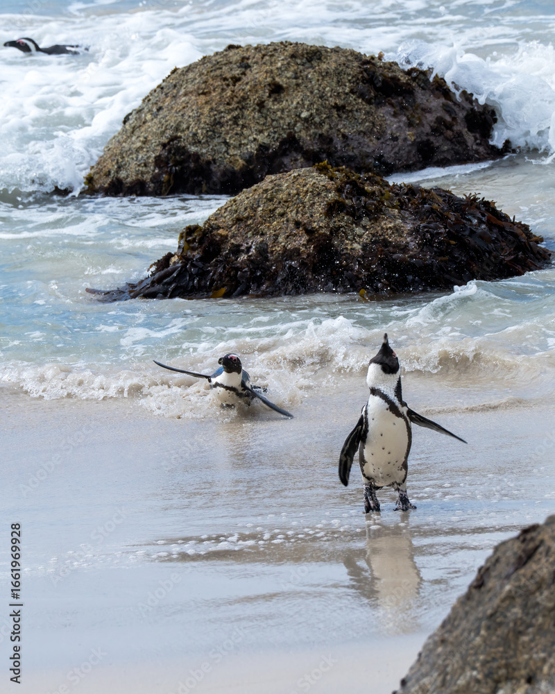 Naklejka premium African penguin, Spheniscus demersus, also known as Cape penguin or South African penguin at Boulders Beach, South Africa