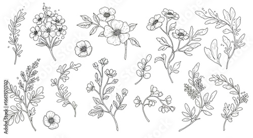Elegant floral designs: hand drawn botanical sketches for creative projects