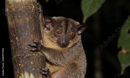 A close-up portrait of a small primate clinging to a tree trunk, gazing intently.
