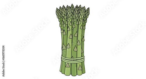 Illustration of a bundle of fresh asparagus tied with twine, showcasing its vibrant green color and texture for culinary use