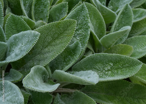 Close-up of lambs ear plant with soft, velvety green leaves covered in fresh dew drops, highlighting natural texture and detail in vibrant greenery. 