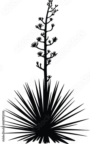 Tall plant with spiky leaves and branching flower stalk