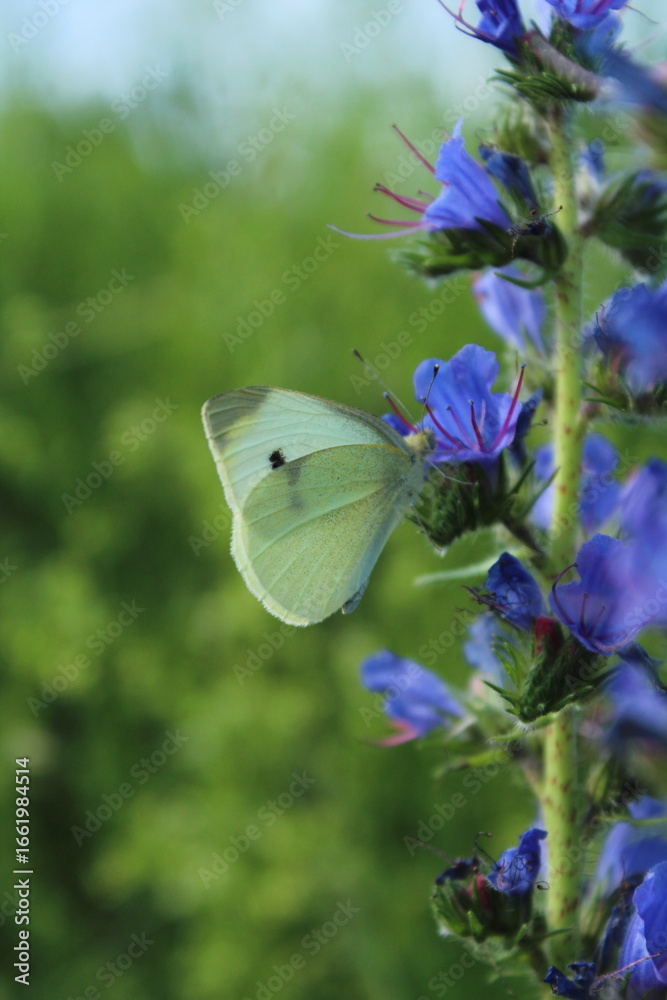 Naklejka premium Large white butterfly (pieris brassicae) pollinating viper's bugloss (Echium) medicinal plant against a background of bright meadow herbs and flowers. beautiful purple and blue floral background 