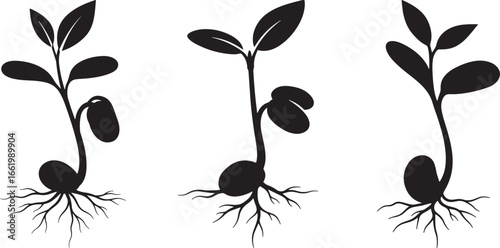 Three silhouettes of seedlings growing with roots isolated on white background