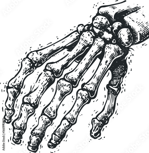 Detailed Woodcut Style Depiction of a Human Hand Skeleton