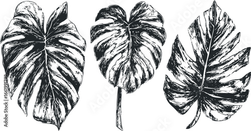 Monstera Leaves Sketch in Black and White Ink Style
