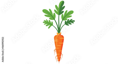 Isolated vector graphic depiction of a vibrant orange carrot with healthy green leafy tops, symbolizing freshness and natural food sources of