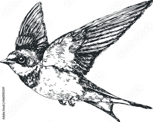 Hand Drawn Sketch of a Swallow Bird in Flight