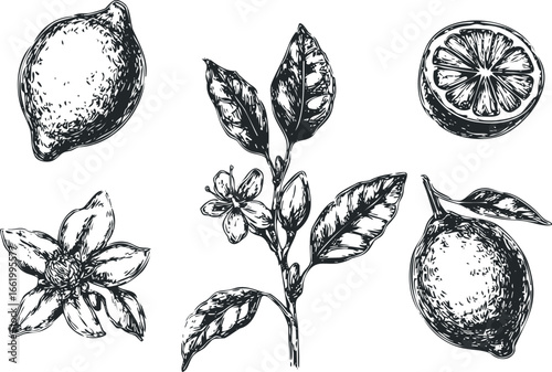 Hand drawn sketch of citrus fruit elements with leaves and flower