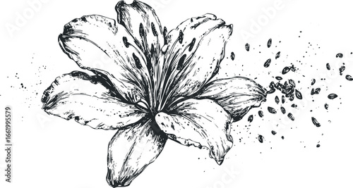 Detailed ink sketch of a blooming lily with scattered organic elements