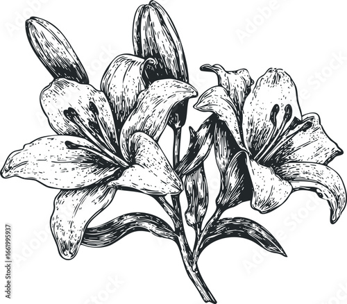Black and White Sketch of Lily Flowers with Detailed Petals and Stems