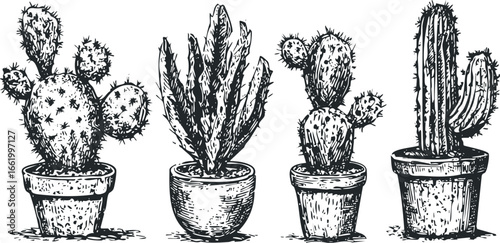 Four potted cacti with varied spiky textured forms rendered in a sketched monochrome style