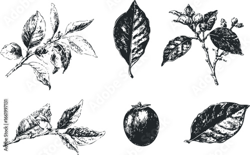 Collection of hand-drawn botanical elements and fruit in linocut style