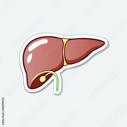 Anatomical illustration of a human liver, showing the gallbladder and bile duct in a simplified diagram.