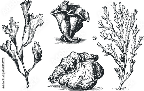 Vintage hand drawn collection of oceanic flora and fauna