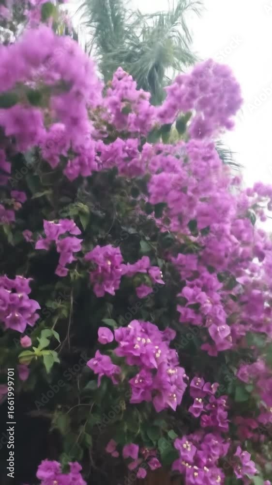 Vivid purple flowers cascade over rustic wood fence Vivid purple flowers cascade over rustic wood fence