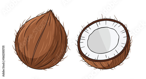 Illustrated tropical coconut halves and whole fruit, revealing white flesh, isolated on a white background, drawn in cartoon style for vibrant