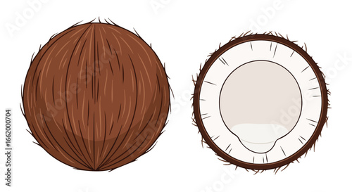 Wholesome coconut illustration showing its textured husk and cross-section revealing the creamy white flesh interior