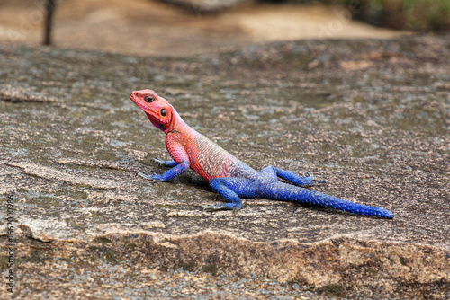 Foto Mwanza flat-headed rock agama, african lizard