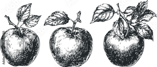 Three Black And White Apples With Leaves Drawn In A Sketch Style