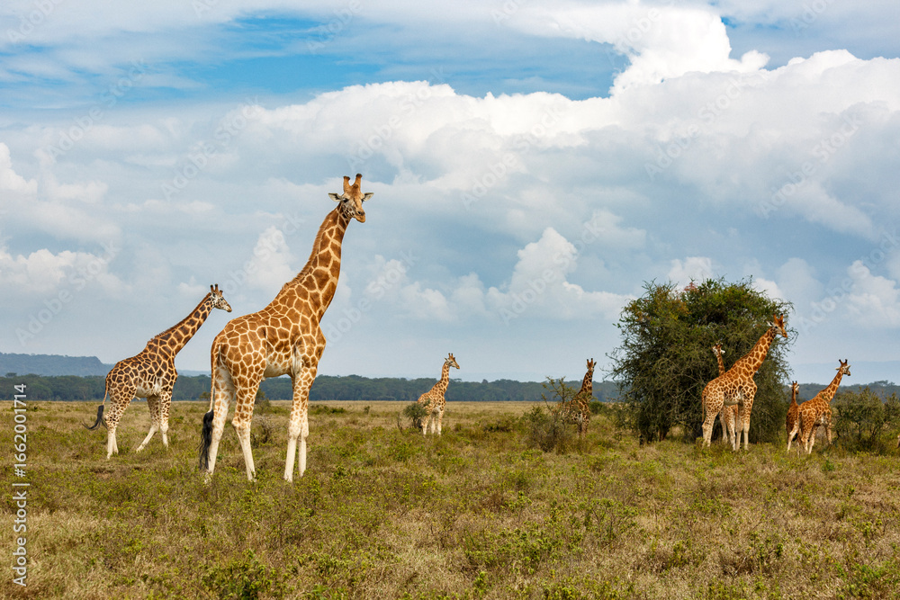 Obraz premium giraffe in the wild