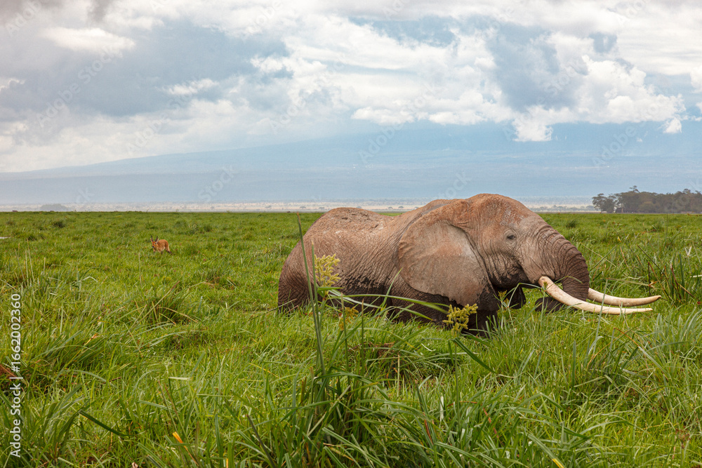 Naklejka premium elephant in the wild